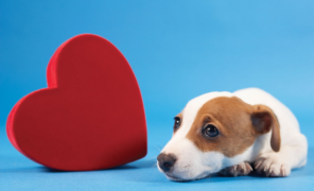 ¿Sabes cómo prevenir el gusano del corazón en tu mascota?